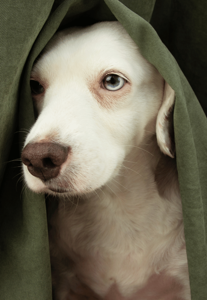 Fireworks and Thunderstorms: How to Calm Your Anxious Pet This Summer